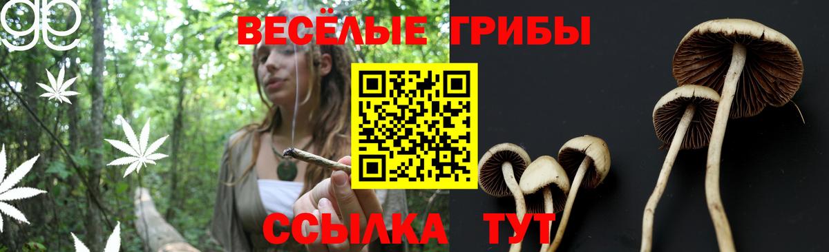 Галлюциногенные грибы Cubensis  Псилоцибиновые грибы мицелий  Вход с VPN  купить наркоту  Вязники 